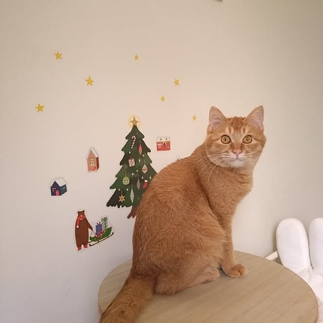 mayutan.さんの部屋