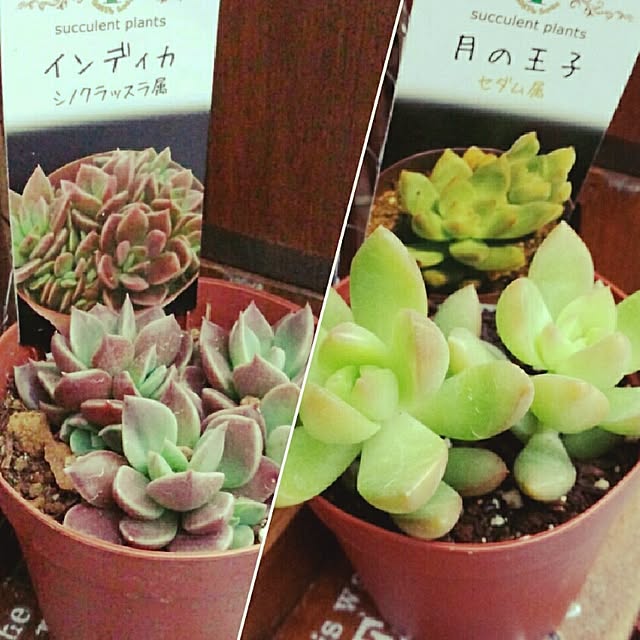 chibimama0521さんの実例写真