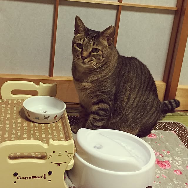 kijitoraさんの実例写真