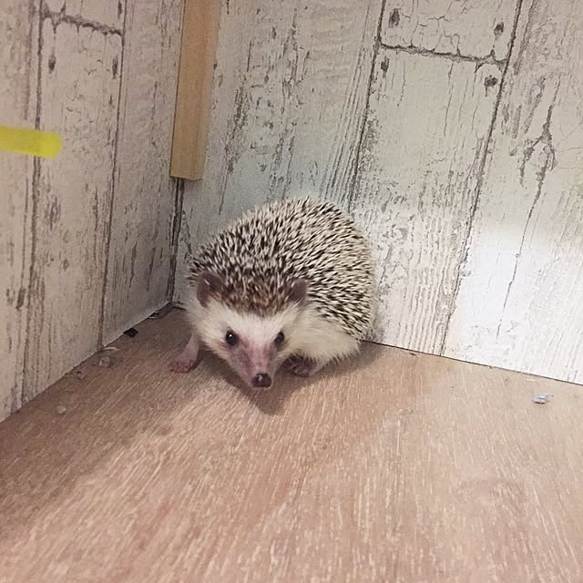 yu_kiさんの実例写真