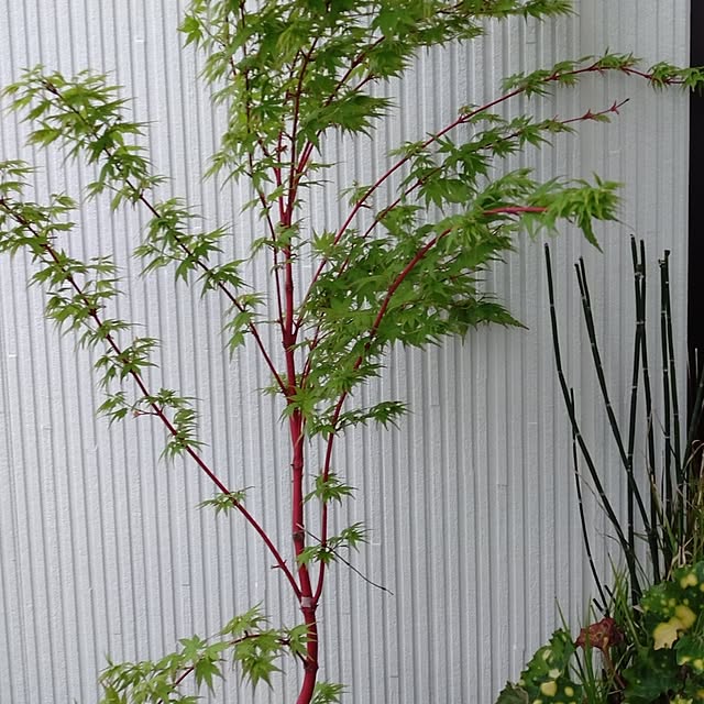 玄関/入り口/サンゴもみじ/趣味の園芸/いいね、フォローに感謝します✨/無言いいね、フォローすみません...などのインテリア実例 - 2025-04-17 22:48:28