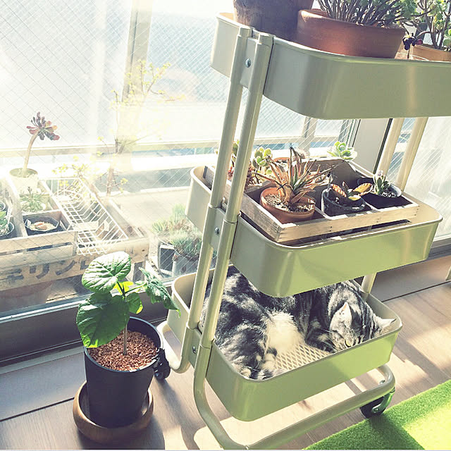 リビング/観葉植物/猫/ねこ/多肉植物...などのインテリア実例 - 2022-04-28 19:16:43