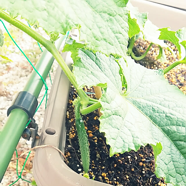 sunflowerさんの実例写真