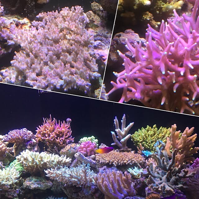 aquarium_seaさんの実例写真