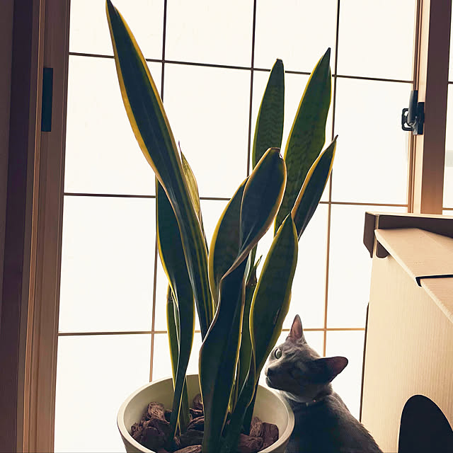 kyonさんの実例写真