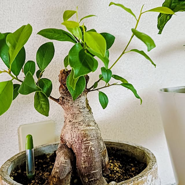 hanachanさんの部屋