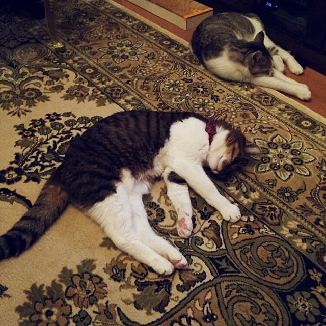 emmyyさんの実例写真