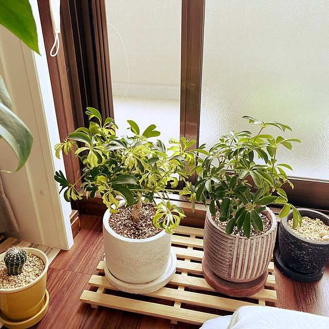 観葉植物/ベッド周りのインテリア実例 - 2022-06-25 14:14:47