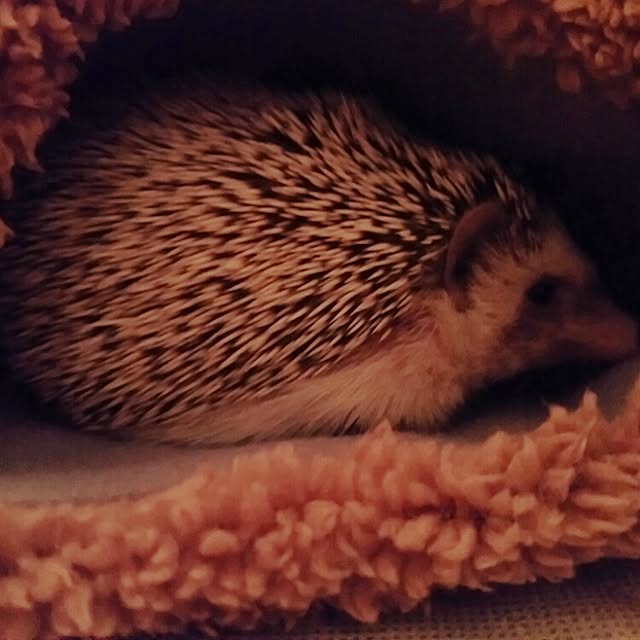 kuruさんの実例写真