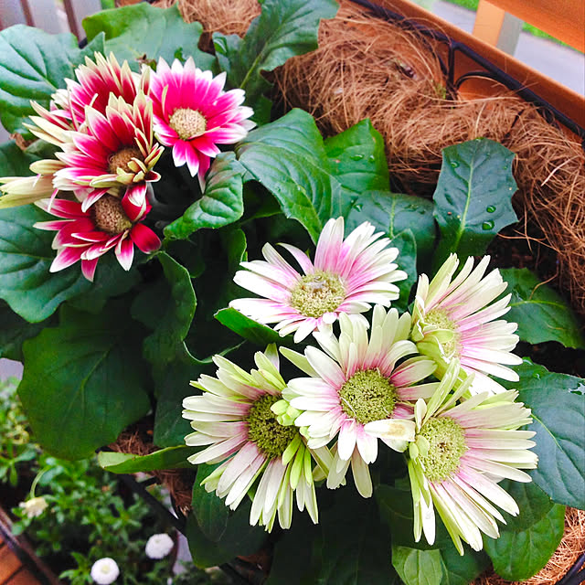 2.11maririnさんの実例写真