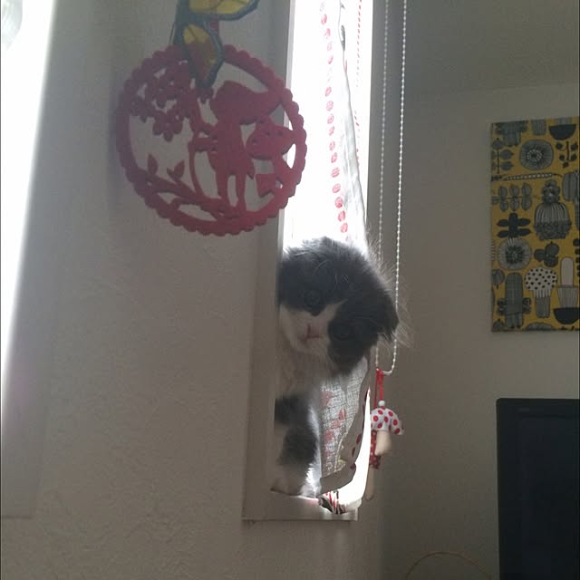 natsukinokoさんの実例写真