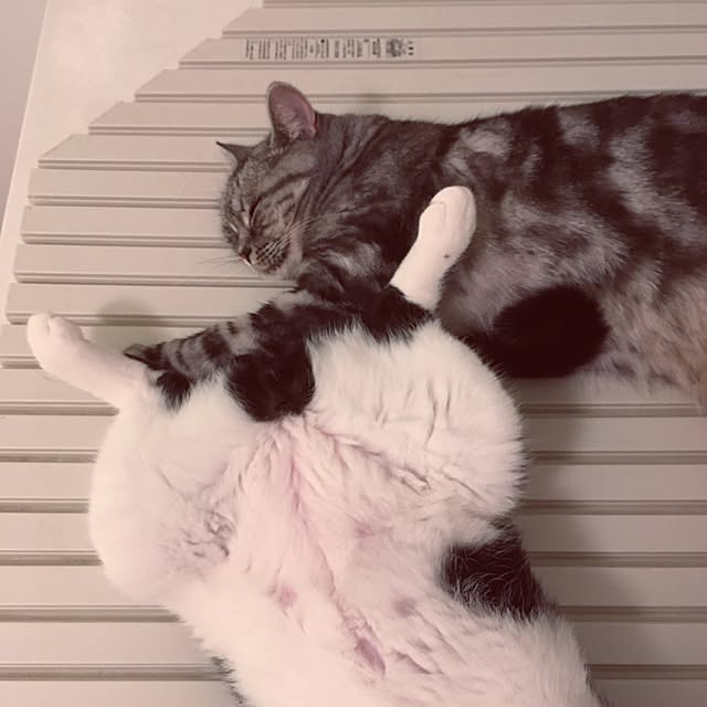 mikomaruさんの実例写真
