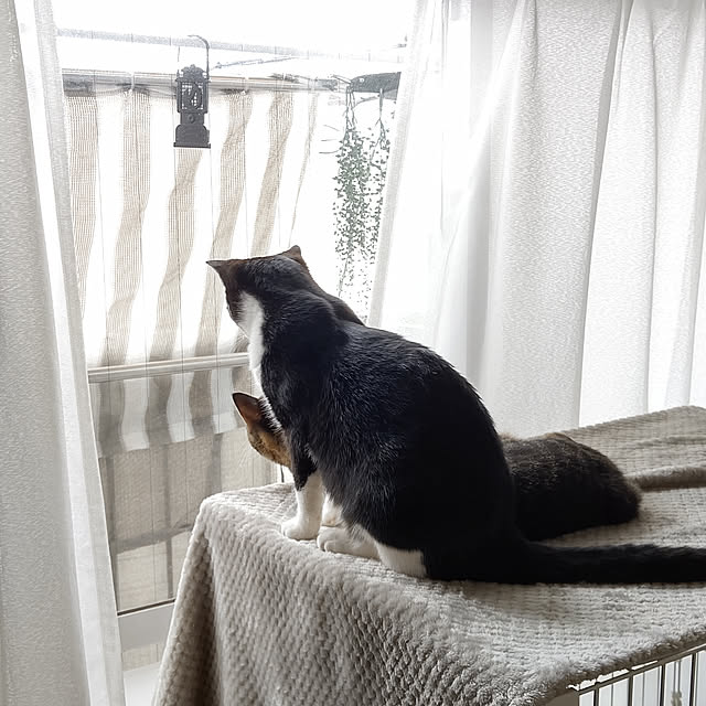 hihaさんの実例写真