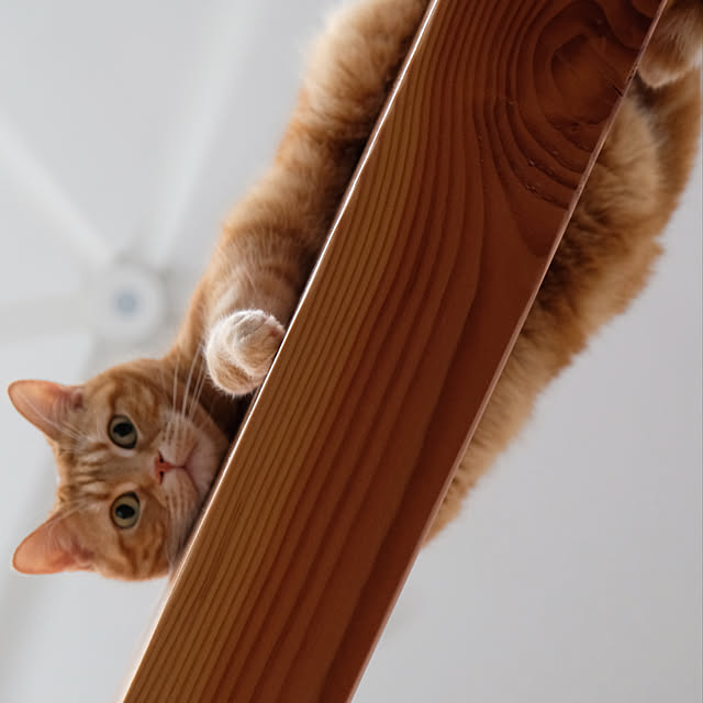 shiiiさんの実例写真