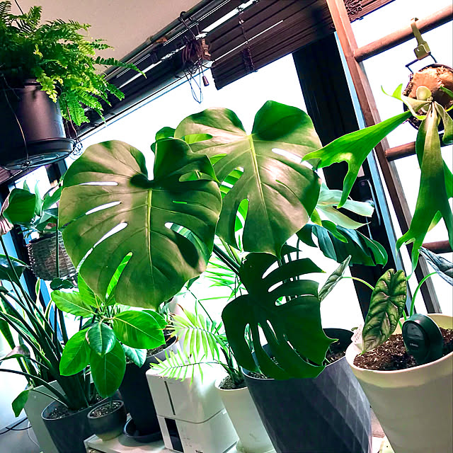 miiis.greenさんの実例写真