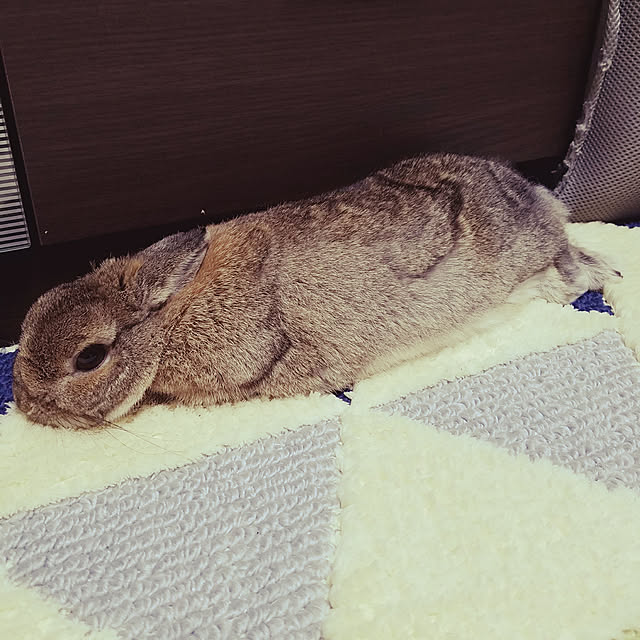 kiyukiyuさんの実例写真