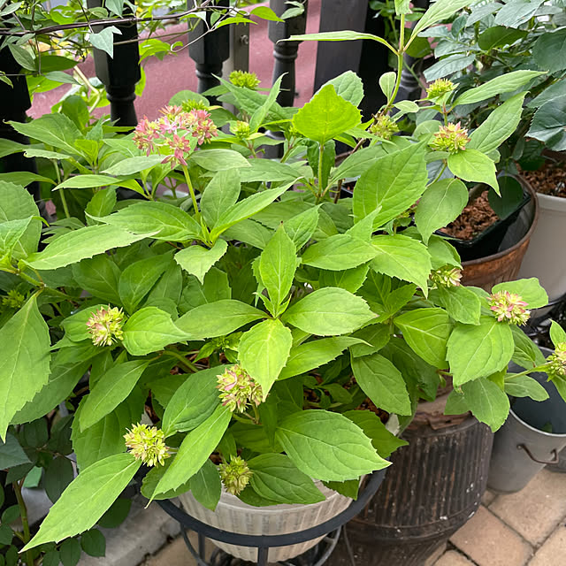 shiropenguinさんの部屋