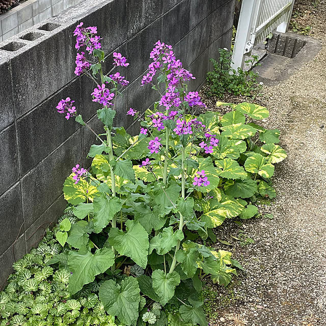 nobikoさんの部屋