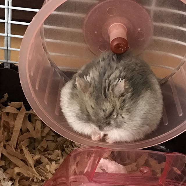 akko-rinさんの実例写真