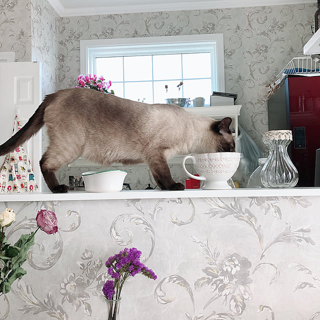 猫の水飲み場/フレンチシック/輸入住宅/ねこと暮らす/IKEA...などのインテリア実例 - 2020-03-06 18:06:26