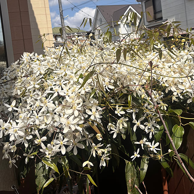 greycatsさんの部屋