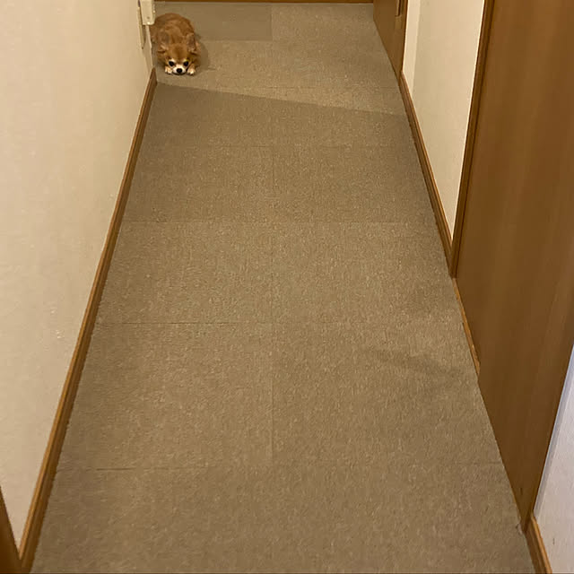 koroさんの実例写真