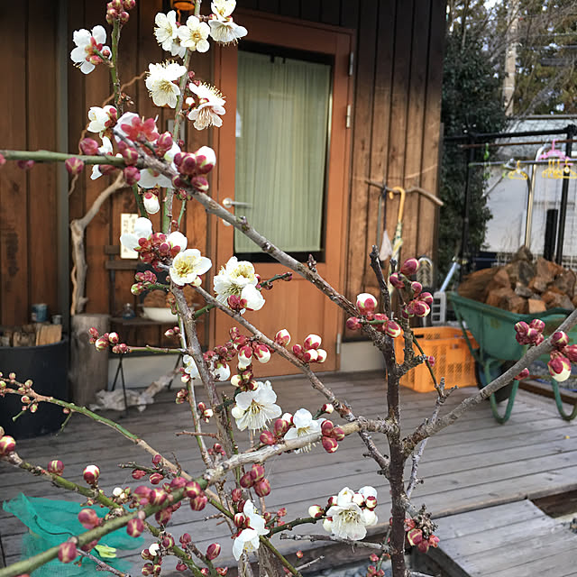 kozakura10さんの実例写真