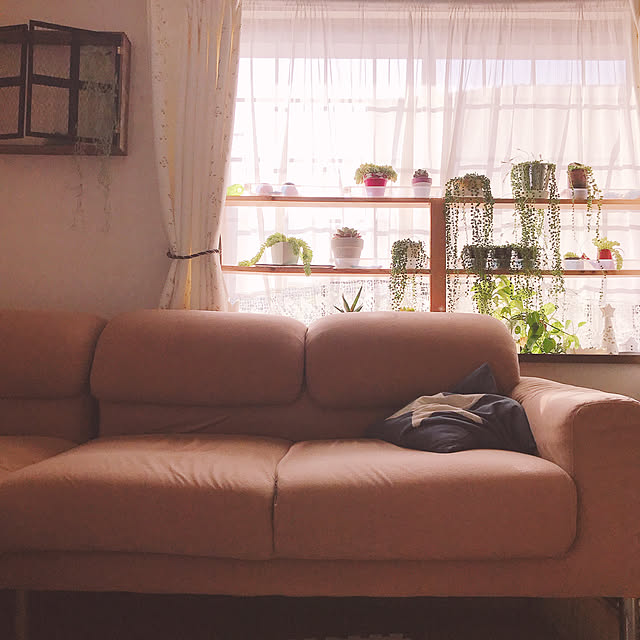 多肉植物/100均/棚DIY/リビングのインテリア実例 - 2021-12-18 16:53:38