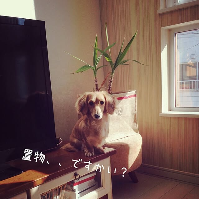 yukinkoさんの実例写真