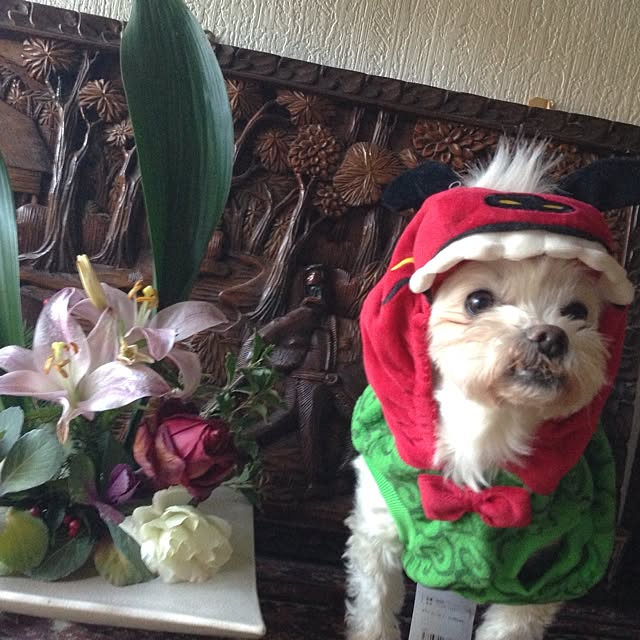 chiiico.yuko.さんの実例写真