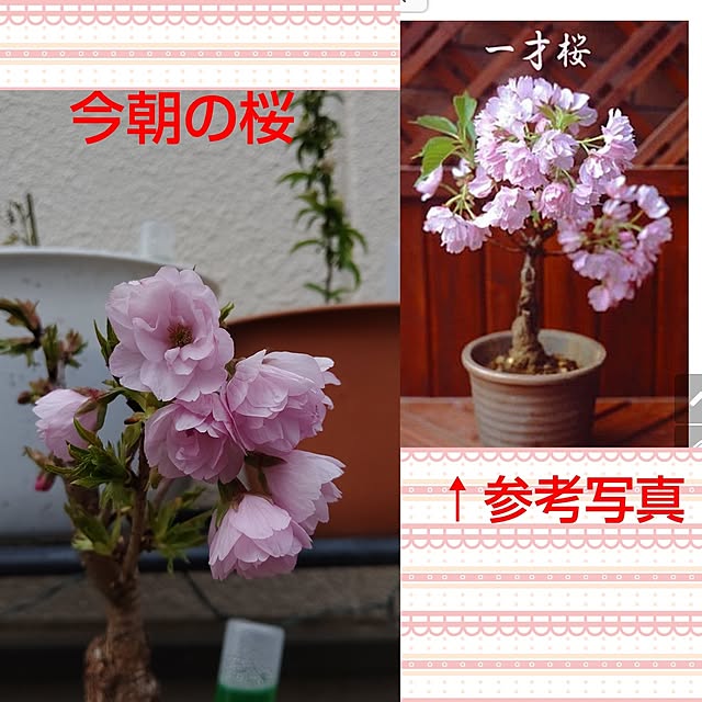 yumirinさんの実例写真