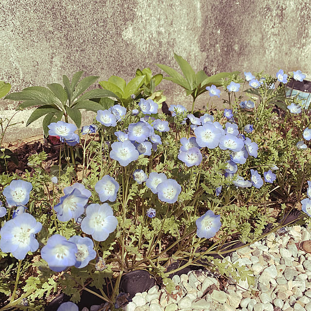 kuromiさんの実例写真