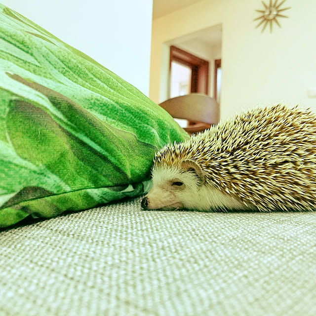 Misaさんの実例写真