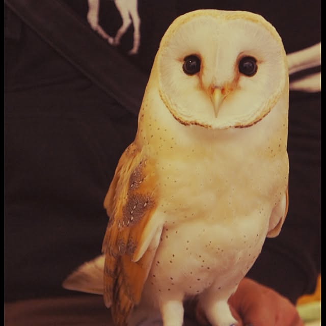 gakoさんの実例写真