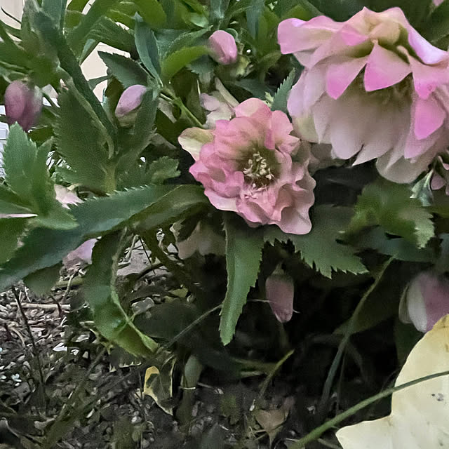 yuuumyさんの実例写真