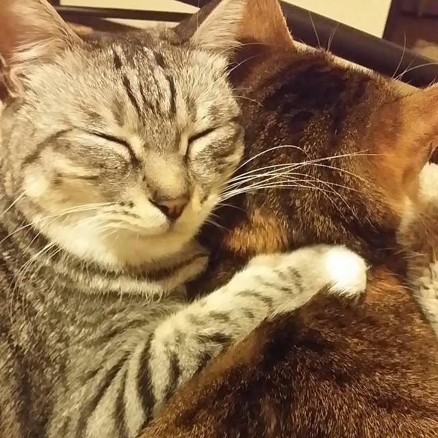 annさんの実例写真