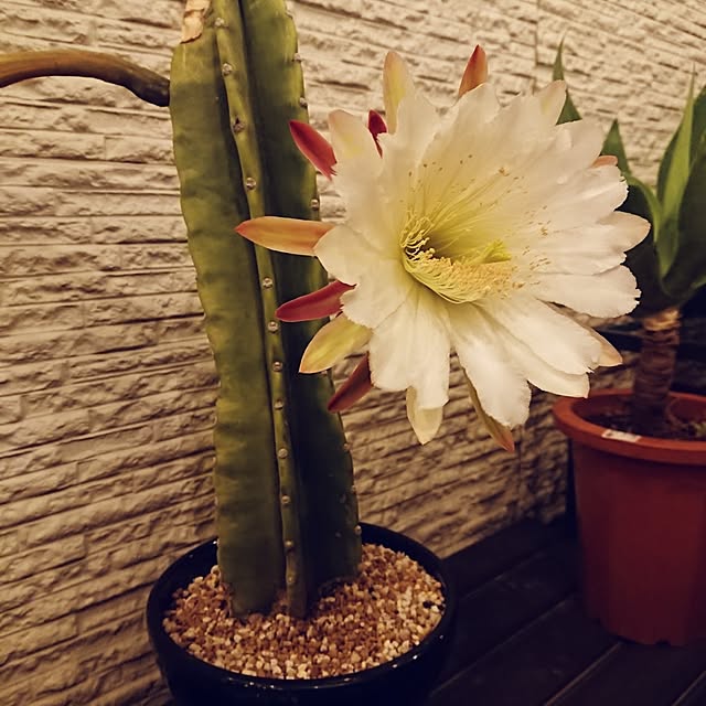 ot-gardenさんの部屋