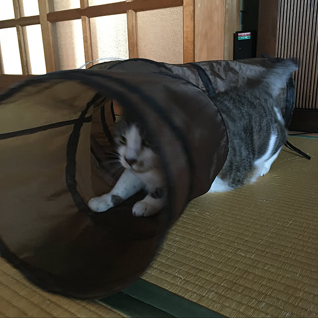mhryahooさんの実例写真