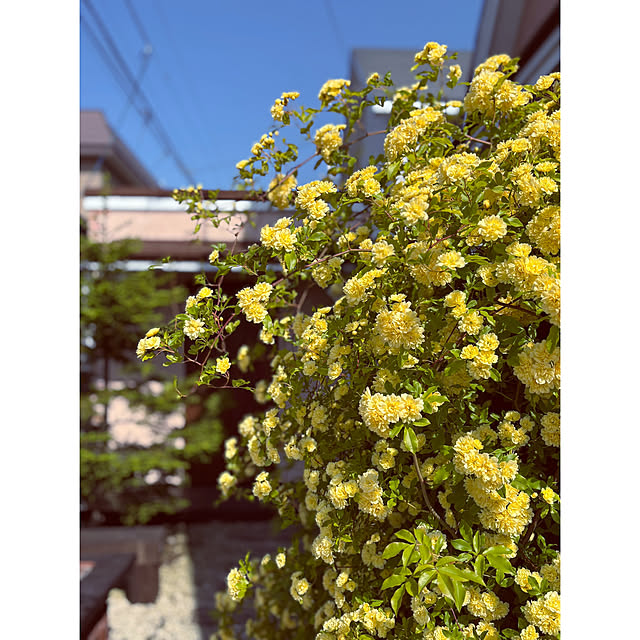 usagiさんの実例写真