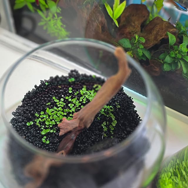 mint_greenさんの実例写真