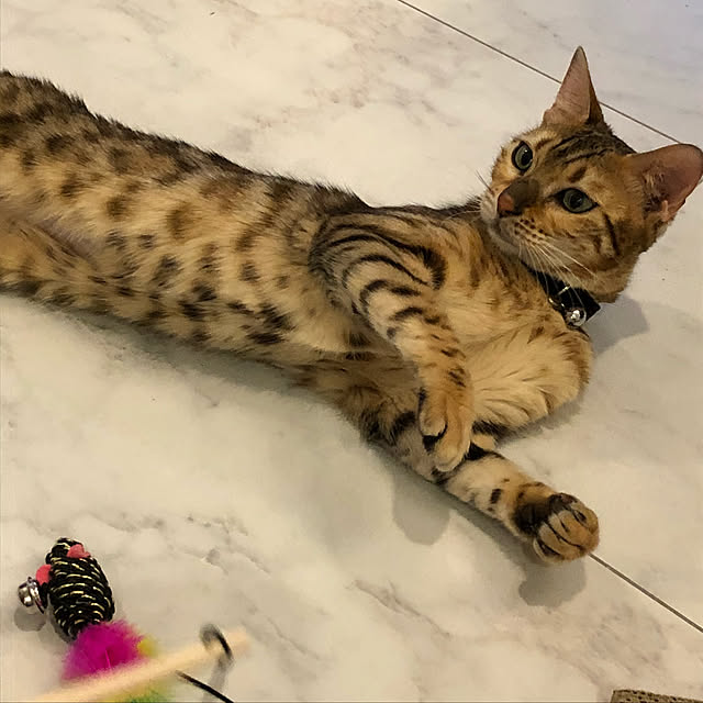 iranさんの実例写真