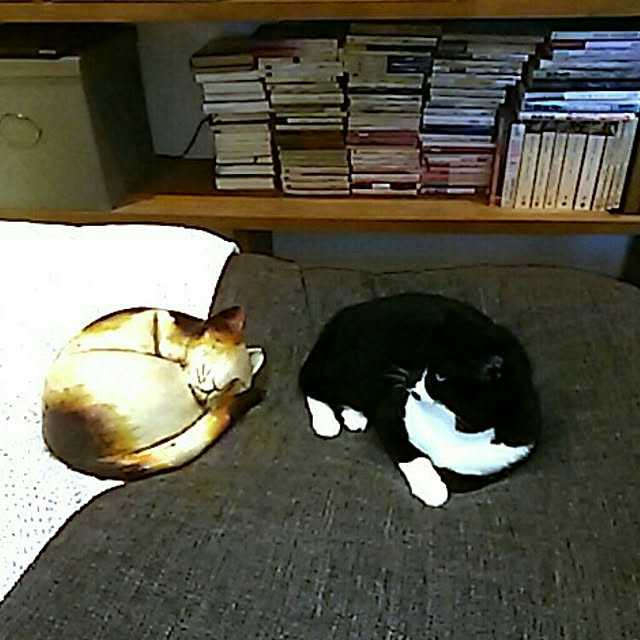 spinetailさんの実例写真