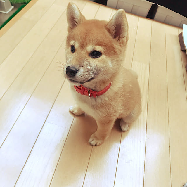 shiotanさんの実例写真