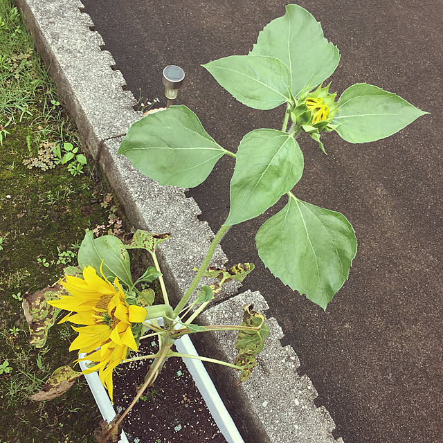kodakaさんの実例写真