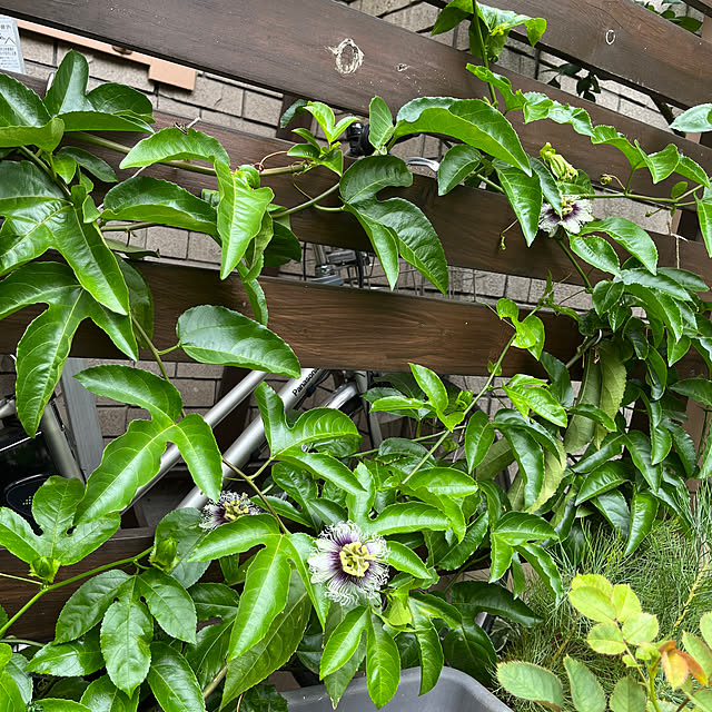 botanさんの実例写真