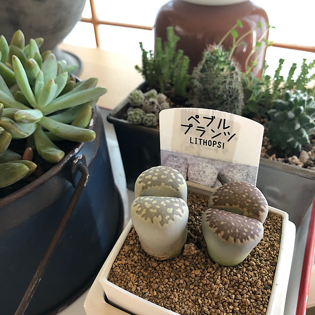 Sunocoさんの実例写真