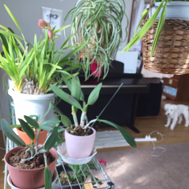 Mahoさんの実例写真