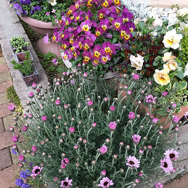 Ringo8chさんの実例写真