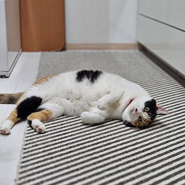 koyurizuさんの実例写真