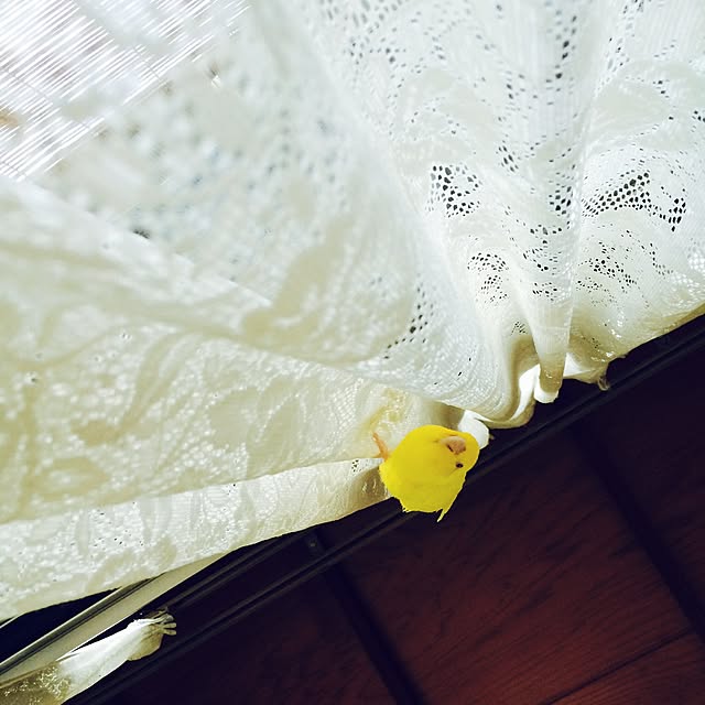 nao12さんの実例写真